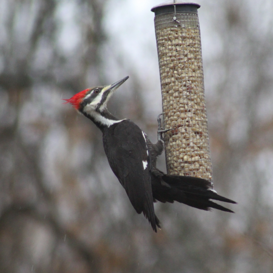 Woodpecker hanging onto a bird feeder